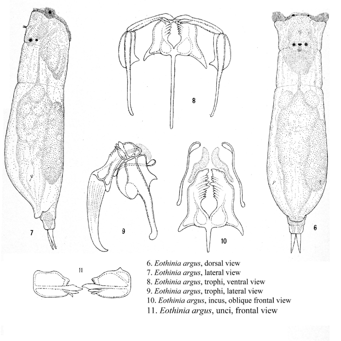 Eothinia argus - Original description image