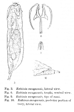 Eothinia carogaensis - Original description image