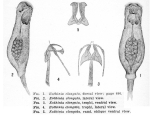 Eothinia elongata