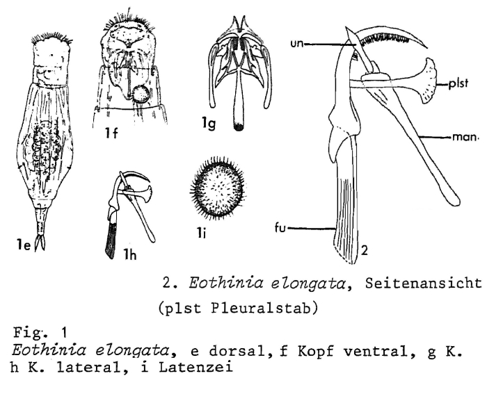 Eothinia elongata
