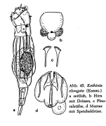 Eothinia elongata