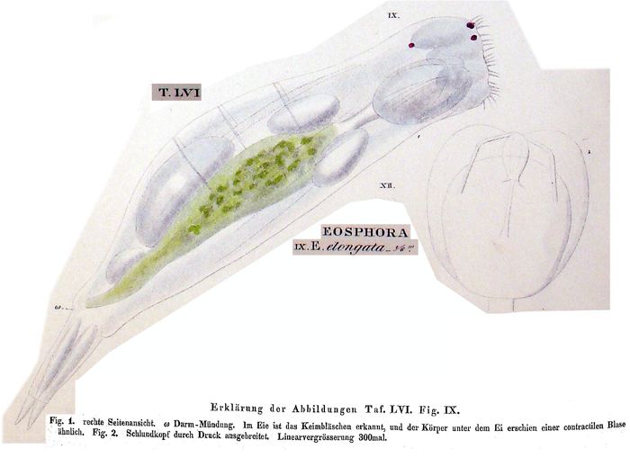 Eothinia elongata