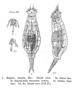 Eothinia elongata