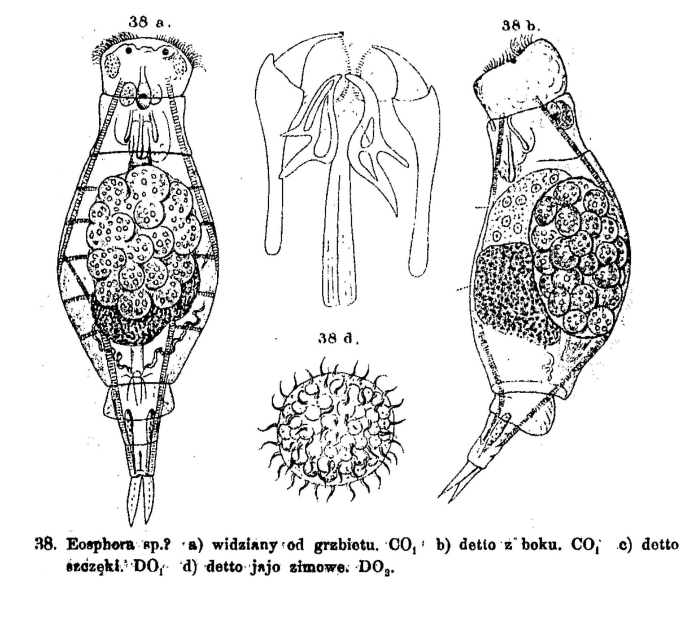 Eothinia elongata