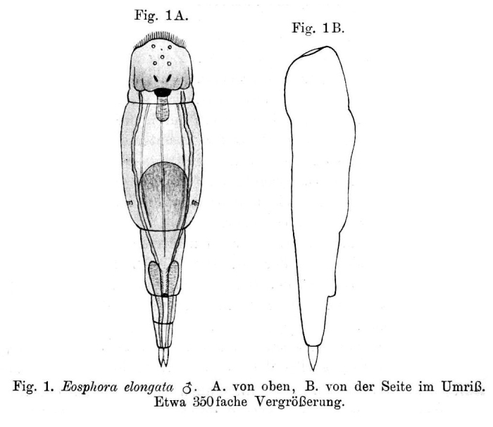Eothinia elongata