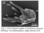 Eothinia elongata