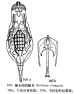 Eothinia elongata