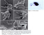Eothinia elongata
