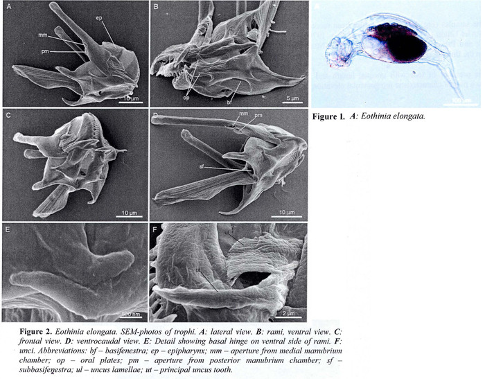 Eothinia elongata