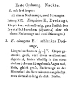 Eothinia elongata - Original description image