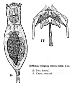 Eothinia elongata macra