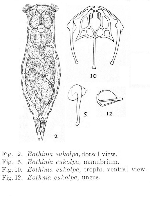 Eothinia eukolpa - Original description image