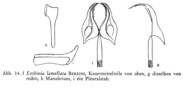 Eothinia lamellata