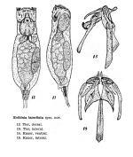 Eothinia lamellata - Original description image