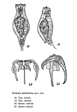 Eothinia lasiobiotica - Original description image