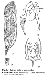 Eothinia poitera - Original description image