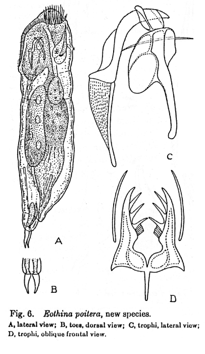 Eothinia poitera - Original description image