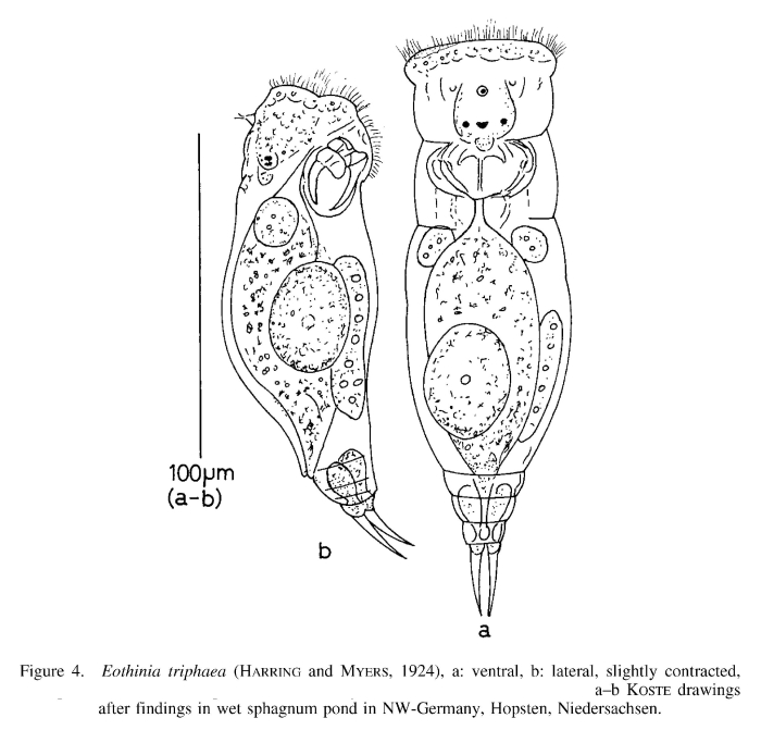Eothinia triphaea
