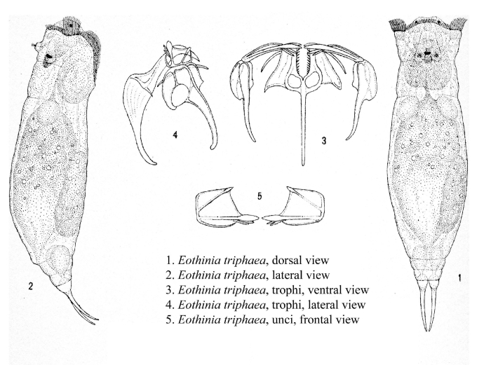 Eothinia triphaea - Original description image