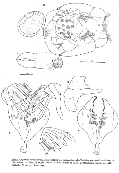 Epiphanes brachionus