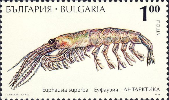 Euphausia superba