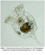 Epiphanes brachionus