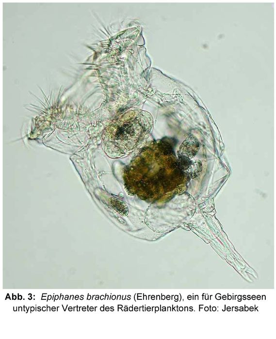 Epiphanes brachionus Epiphanes brachionus