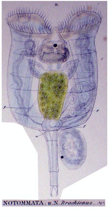 Epiphanes brachionus Epiphanes brachionus