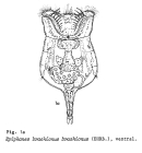Epiphanes brachionus