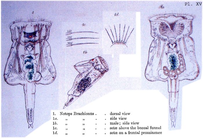 Epiphanes brachionus