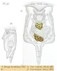 Epiphanes brachionus