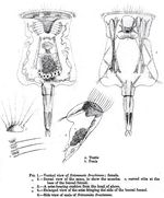 Epiphanes brachionus