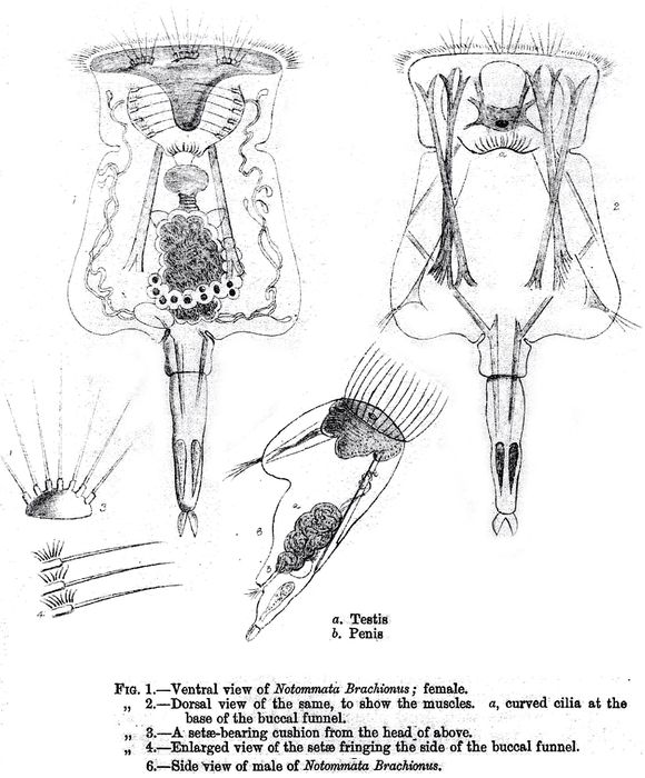 Epiphanes brachionus Epiphanes brachionus