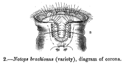 Epiphanes brachionus