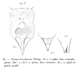 Epiphanes brachionus