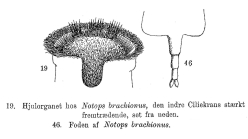 Epiphanes brachionus