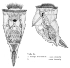 Epiphanes brachionus