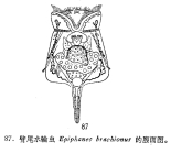 Epiphanes brachionus