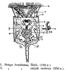 Epiphanes brachionus