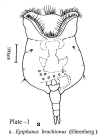 Epiphanes brachionus