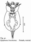 Epiphanes brachionus