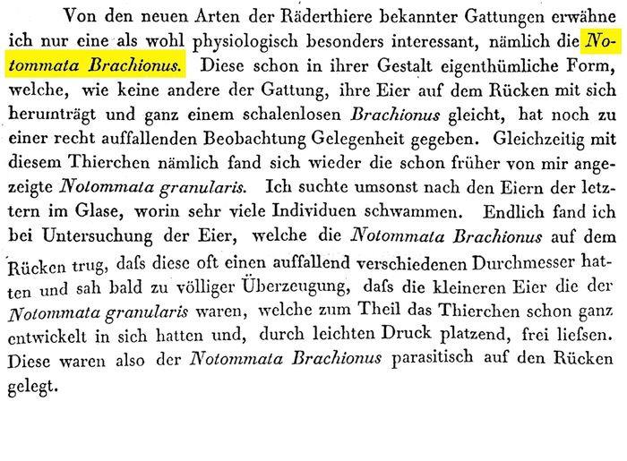 Epiphanes brachionus - Original description image