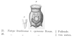 Epiphanes brachionus spinosa