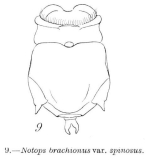 Epiphanes brachionus spinosa