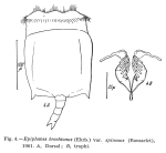 Epiphanes brachionus spinosa