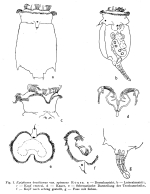 Epiphanes brachionus spinosa