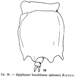 Epiphanes brachionus spinosa