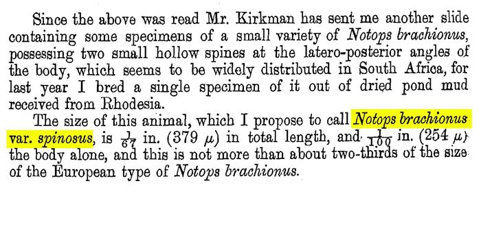 Epiphanes brachionus spinosa - Original description image