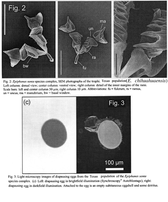 Epiphanes chihuahuaensis - Original description image