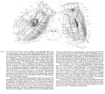 Epiphanes clavulata